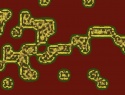 455-114+18o.JPG